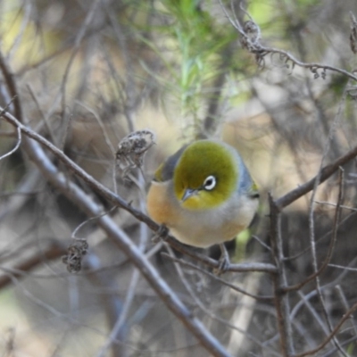 Zosterops lateralis (Silvereye) at Majura, ACT - 1 Oct 2016 by waltraud