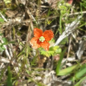 Papaver aculeatum at Queanbeyan West, NSW - 5 Oct 2016