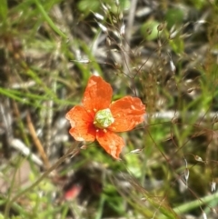 Papaver aculeatum at Queanbeyan West, NSW - 5 Oct 2016