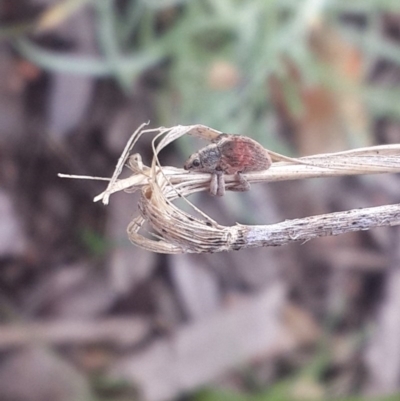 Gonipterus sp. (genus) (Eucalyptus Weevil) at Queanbeyan West, NSW - 5 Oct 2016 by Speedsta