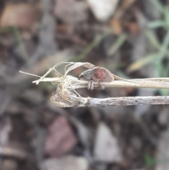 Gonipterus sp. (genus) at Queanbeyan West, NSW - 5 Oct 2016