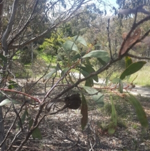 Acacia pycnantha at Queanbeyan West, NSW - 5 Oct 2016 12:12 PM