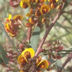 Daviesia mimosoides (Bitter Pea) at Queanbeyan West, NSW - 5 Oct 2016 by Speedsta