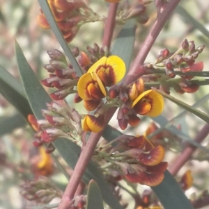 Daviesia mimosoides at Queanbeyan West, NSW - 5 Oct 2016 11:53 AM