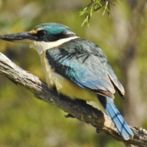 Todiramphus sanctus at Coree, ACT - 5 Oct 2016 10:16 AM