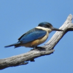 Todiramphus sanctus (Sacred Kingfisher) at Stromlo, ACT - 5 Oct 2016 by JohnBundock