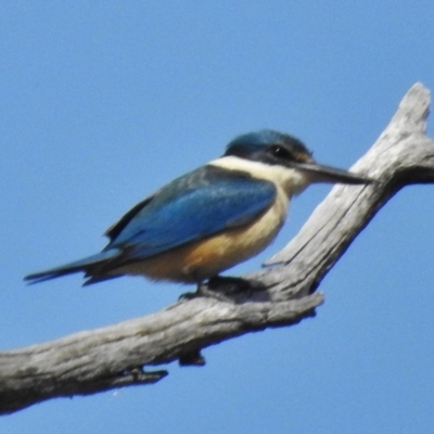 Todiramphus sanctus (Sacred Kingfisher) at Stromlo, ACT - 5 Oct 2016 by JohnBundock