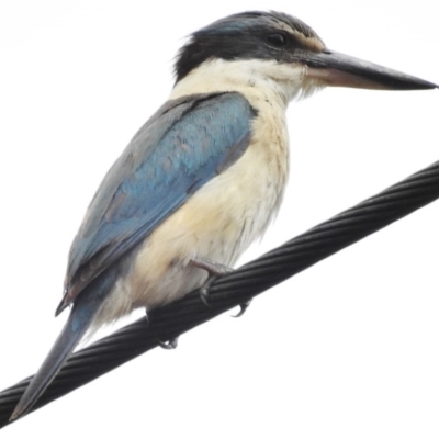 Todiramphus sanctus (Sacred Kingfisher) at Red Hill, ACT - 26 Jan 2016 by JohnBundock