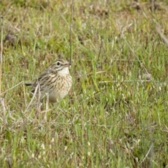 Anthus australis (Australian Pipit) at Mulligans Flat - 5 Oct 2016 by CedricBear