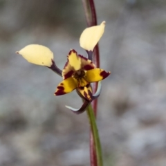 Diuris pardina (Leopard Doubletail) at Mulligans Flat - 5 Oct 2016 by CedricBear