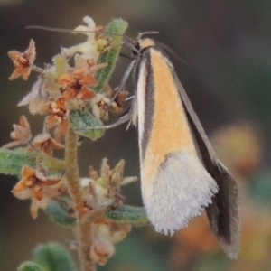 Philobota undescribed species near arabella at Tennent, ACT - 20 Oct 2015 06:54 PM