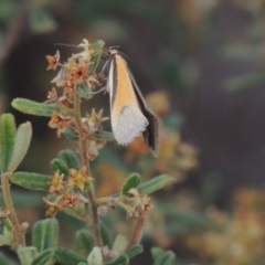 Philobota undescribed species near arabella at Tennent, ACT - 20 Oct 2015 06:54 PM