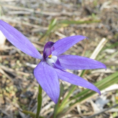 Glossodia major (Wax Lip Orchid) at Acton, ACT - 5 Oct 2016 by Ryl