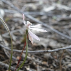 Caladenia fuscata (Dusky Fingers) at Acton, ACT - 5 Oct 2016 by Ryl