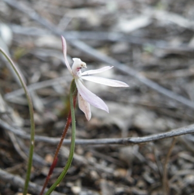 Caladenia fuscata (Dusky Fingers) at Acton, ACT - 5 Oct 2016 by Ryl