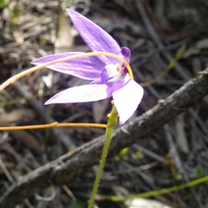 Glossodia major at Point 5832 - suppressed