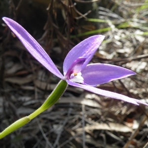 Glossodia major at Point 5832 - suppressed