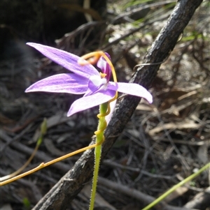 Glossodia major at Point 5832 - suppressed