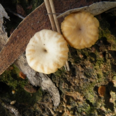 Lichenomphalia chromacea (Yellow Navel) at Acton, ACT - 6 Oct 2016 by Ryl