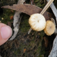 Lichenomphalia chromacea at Acton, ACT - 6 Oct 2016