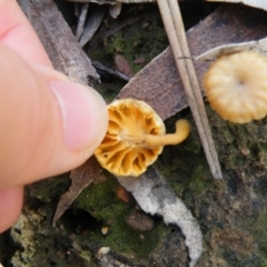 Lichenomphalia chromacea at Acton, ACT - 6 Oct 2016