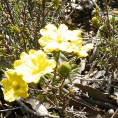 Hibbertia calycina at Point 5832 - 6 Oct 2016