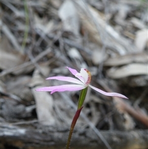 Caladenia fuscata at Point 5832 - suppressed