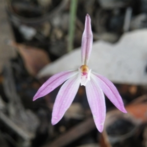 Caladenia fuscata at Point 5832 - suppressed