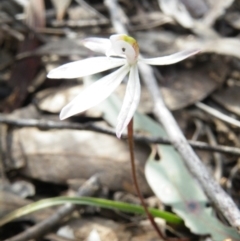 Caladenia fuscata (Dusky Fingers) at Acton, ACT - 5 Oct 2016 by Ryl