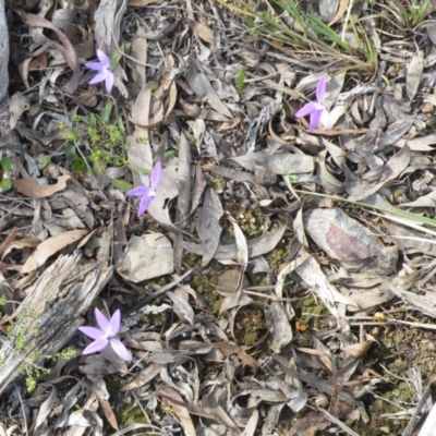 Glossodia major (Wax Lip Orchid) at Acton, ACT - 5 Oct 2016 by Ryl