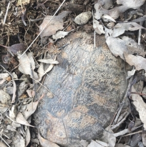 Chelodina longicollis at Gungahlin, ACT - 6 Oct 2016