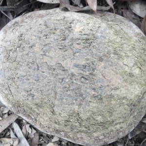 Chelodina longicollis at Gungahlin, ACT - 6 Oct 2016