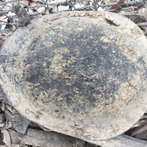 Chelodina longicollis at Gungahlin, ACT - 6 Oct 2016