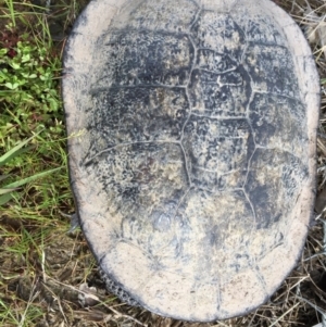 Chelodina longicollis at Gungahlin, ACT - 6 Oct 2016