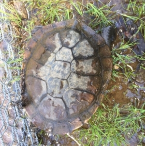 Chelodina longicollis at Gungahlin, ACT - 6 Oct 2016