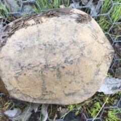 Chelodina longicollis (Eastern Long-necked Turtle) at Gungahlin, ACT - 6 Oct 2016 by CedricBear