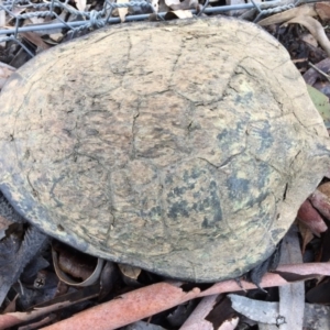 Chelodina longicollis at Gungahlin, ACT - 6 Oct 2016