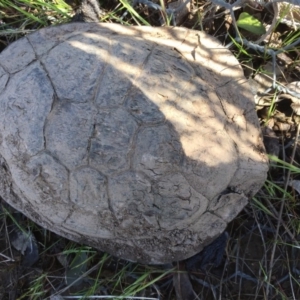 Chelodina longicollis at Gungahlin, ACT - 6 Oct 2016