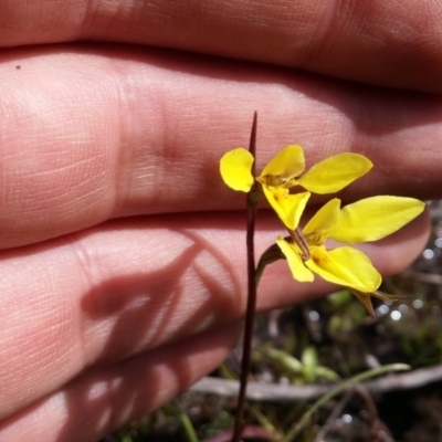 Diuris chryseopsis (Golden Moth) at Mount Taylor - 6 Oct 2016 by NickWilson