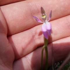 Caladenia carnea (Pink Fingers) at Kambah, ACT - 6 Oct 2016 by NickWilson