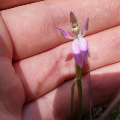 Caladenia carnea (Pink Fingers) at Mount Taylor - 6 Oct 2016 by NickWilson
