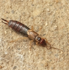 Forficula auricularia (European Earwig) at Queanbeyan West, NSW - 6 Oct 2016 by Speedsta