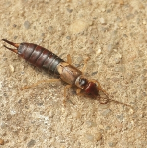 Forficula auricularia at Queanbeyan West, NSW - 6 Oct 2016