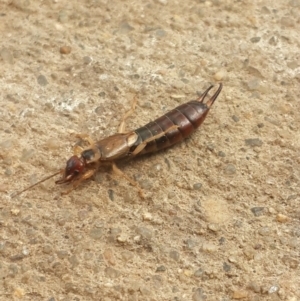 Forficula auricularia at Queanbeyan West, NSW - 6 Oct 2016 01:53 PM