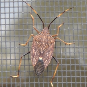 Poecilometis strigatus at Conder, ACT - 3 Apr 2014 11:57 AM