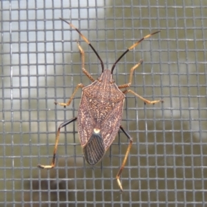 Poecilometis strigatus at Conder, ACT - 3 Apr 2014 11:57 AM