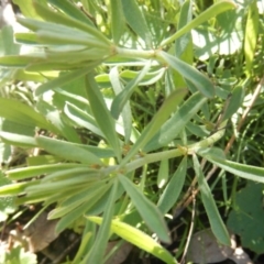 Lotus australis at Deakin, ACT - 5 Oct 2016