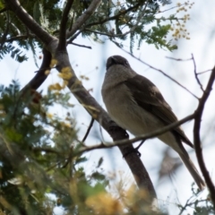 Pachycephala pectoralis (Golden Whistler) at Gungahlin, ACT - 11 Sep 2016 by CedricBear