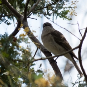 Pachycephala pectoralis at Gungahlin, ACT - 11 Sep 2016