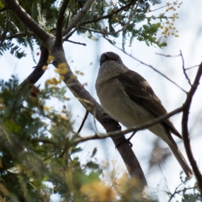 Pachycephala pectoralis (Golden Whistler) at Gungahlin, ACT - 11 Sep 2016 by CedricBear